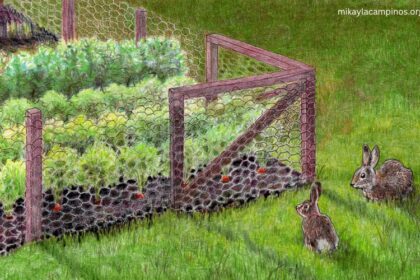 How to Keep Rabbits Out of Garden