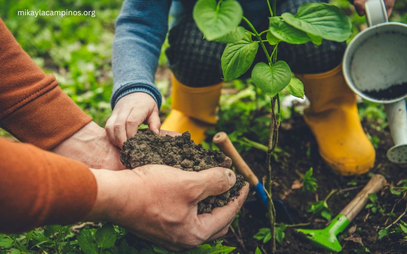 How to Plant a Garden