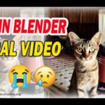 Cat in a Blender Full Video