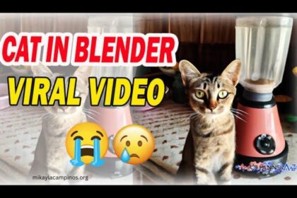 Cat in a Blender Full Video