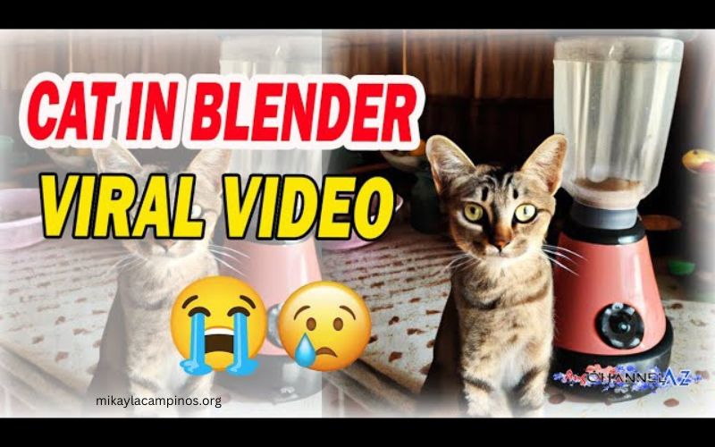 Cat in a Blender Full Video