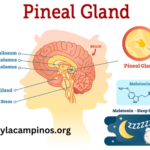 Real-Mx18nj9rkm= Pineal Gland