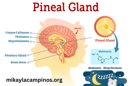 Real-Mx18nj9rkm= Pineal Gland