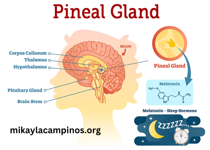 Real-Mx18nj9rkm= Pineal Gland