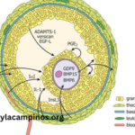 Real2sedeksj-M4= Ovum