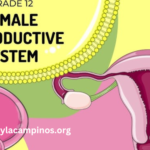 Real5h71ctxf58c= Female Reproductive System