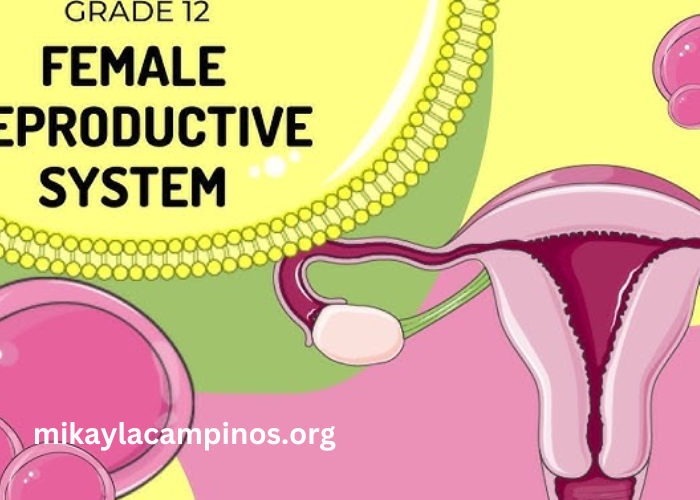 Real5h71ctxf58c= Female Reproductive System