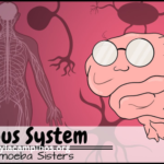 Real8uhnel55qna= Nervous System