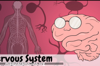 Real8uhnel55qna= Nervous System