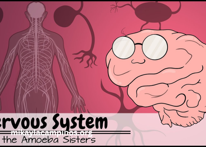 Real8uhnel55qna= Nervous System