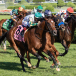 Best Turf Races for First-Time Spectators